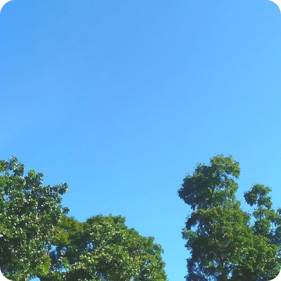 Blue and clear sky above the trees