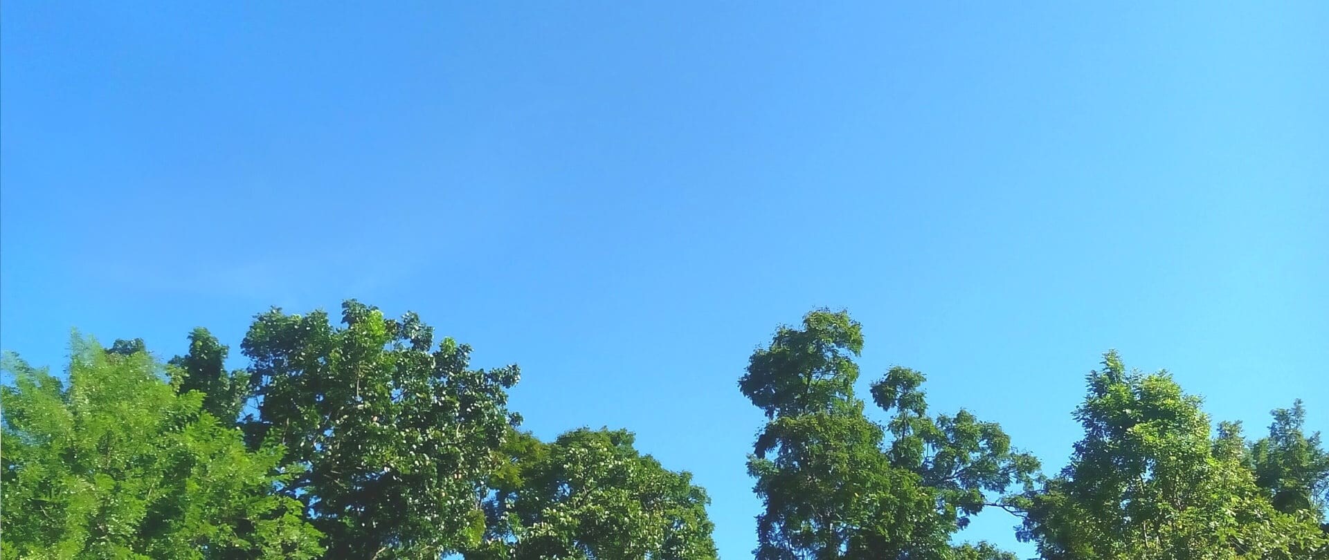 Blue and clear sky above the trees