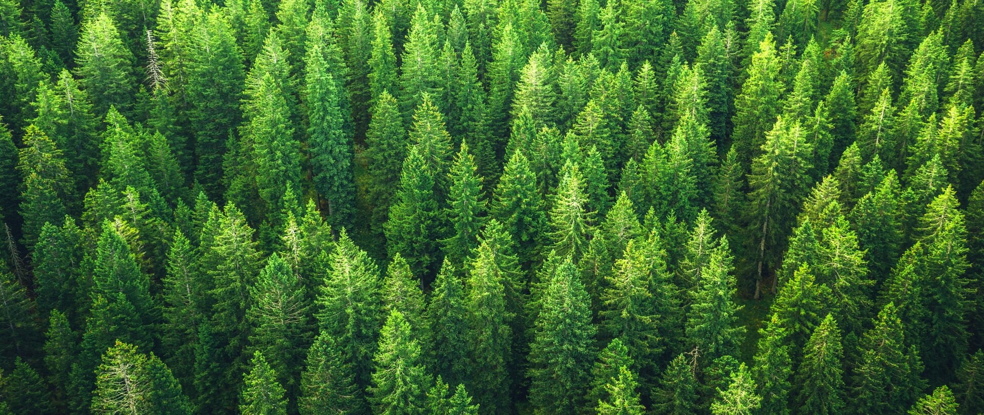 A lush forest of green pine trees.