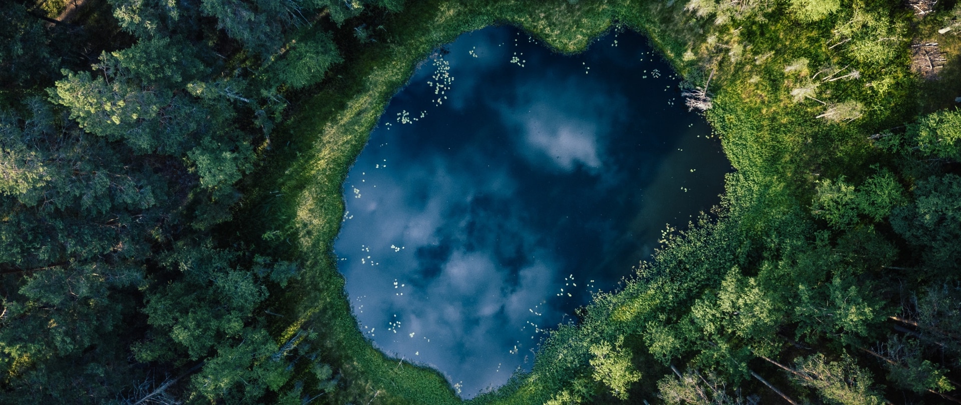 Top view of greenery surrounding a hole. The hole shows a view of the universe.